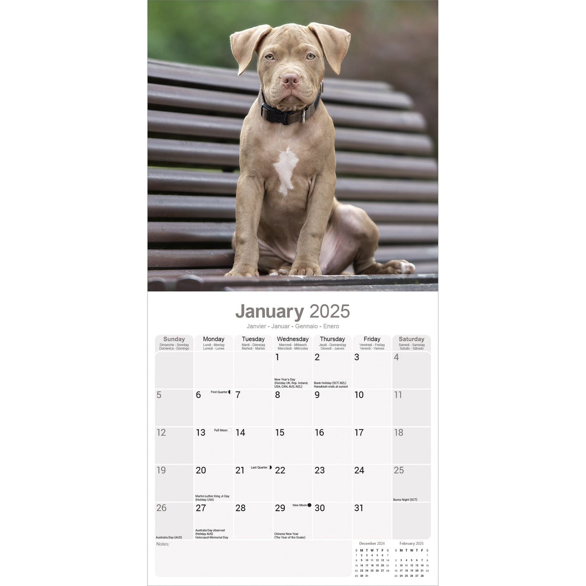 American Pit Bull Terrier Calendar 2025 Avonside Publishing Ltd