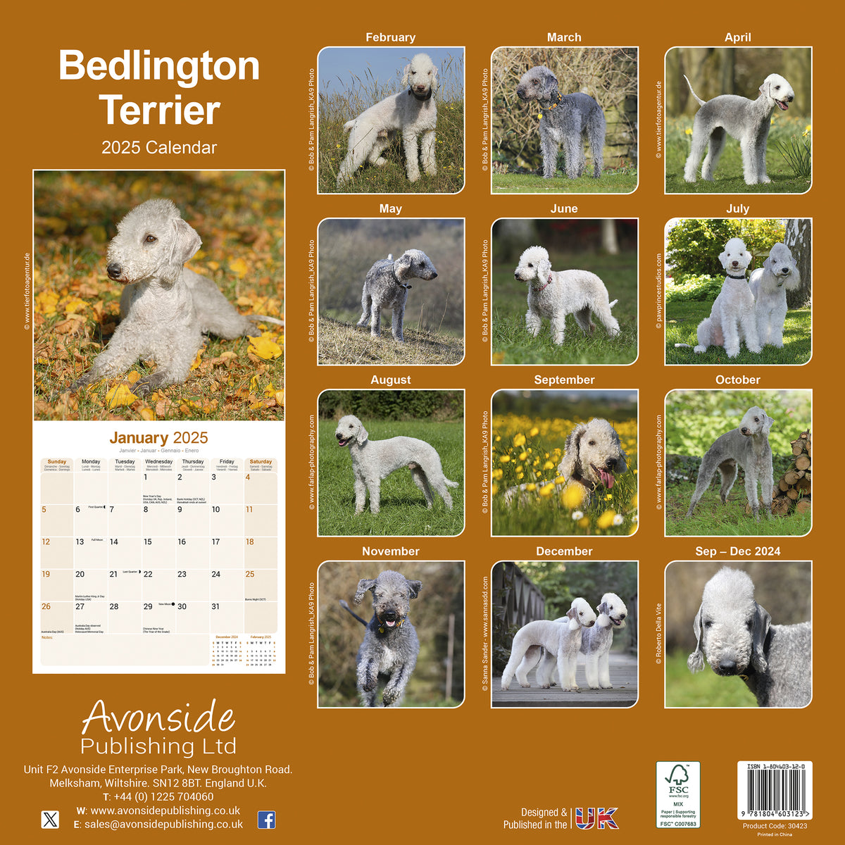 Bedlington Terrier Calendar 2025 Avonside Publishing Ltd