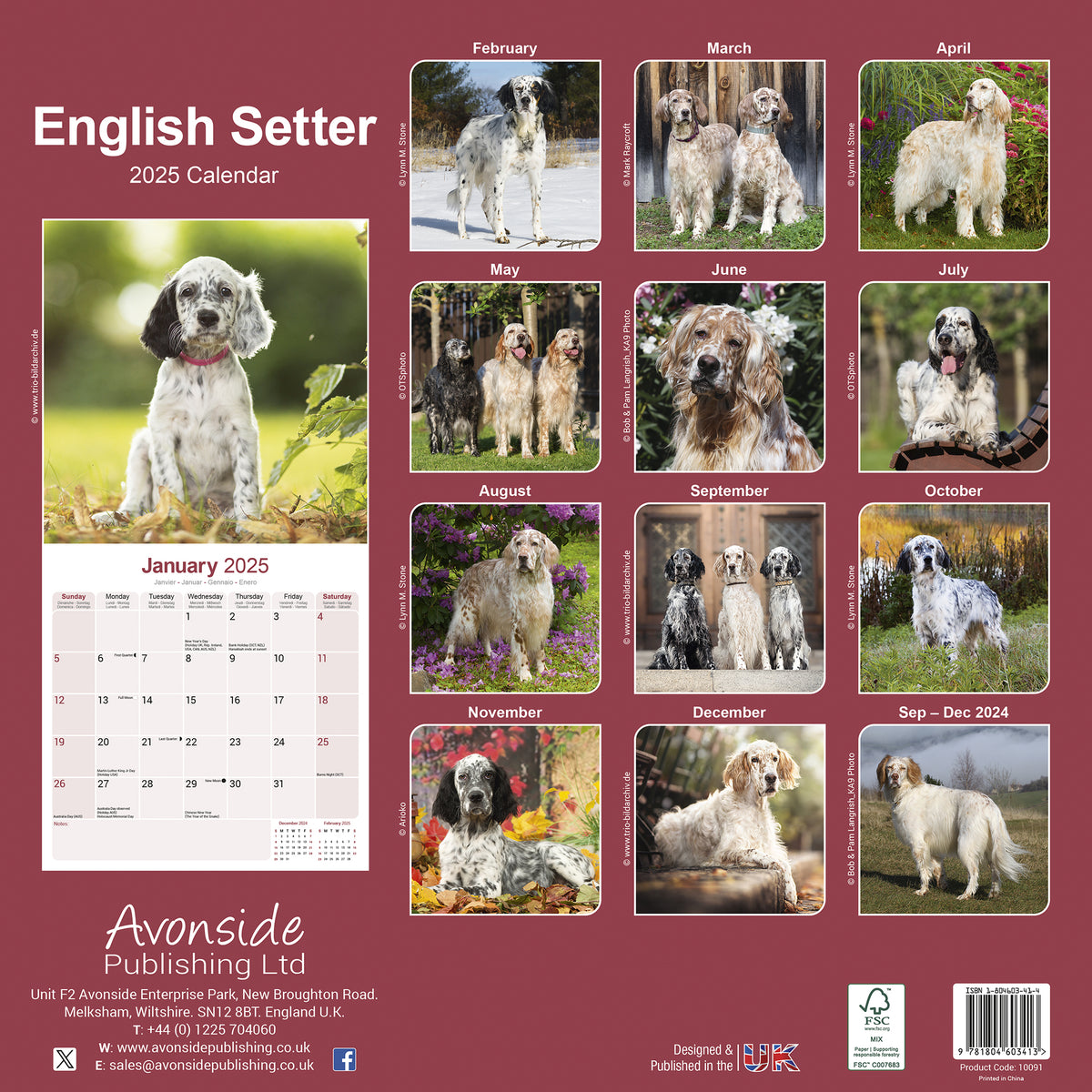 English Setter Calendar 2025 Avonside Publishing Ltd