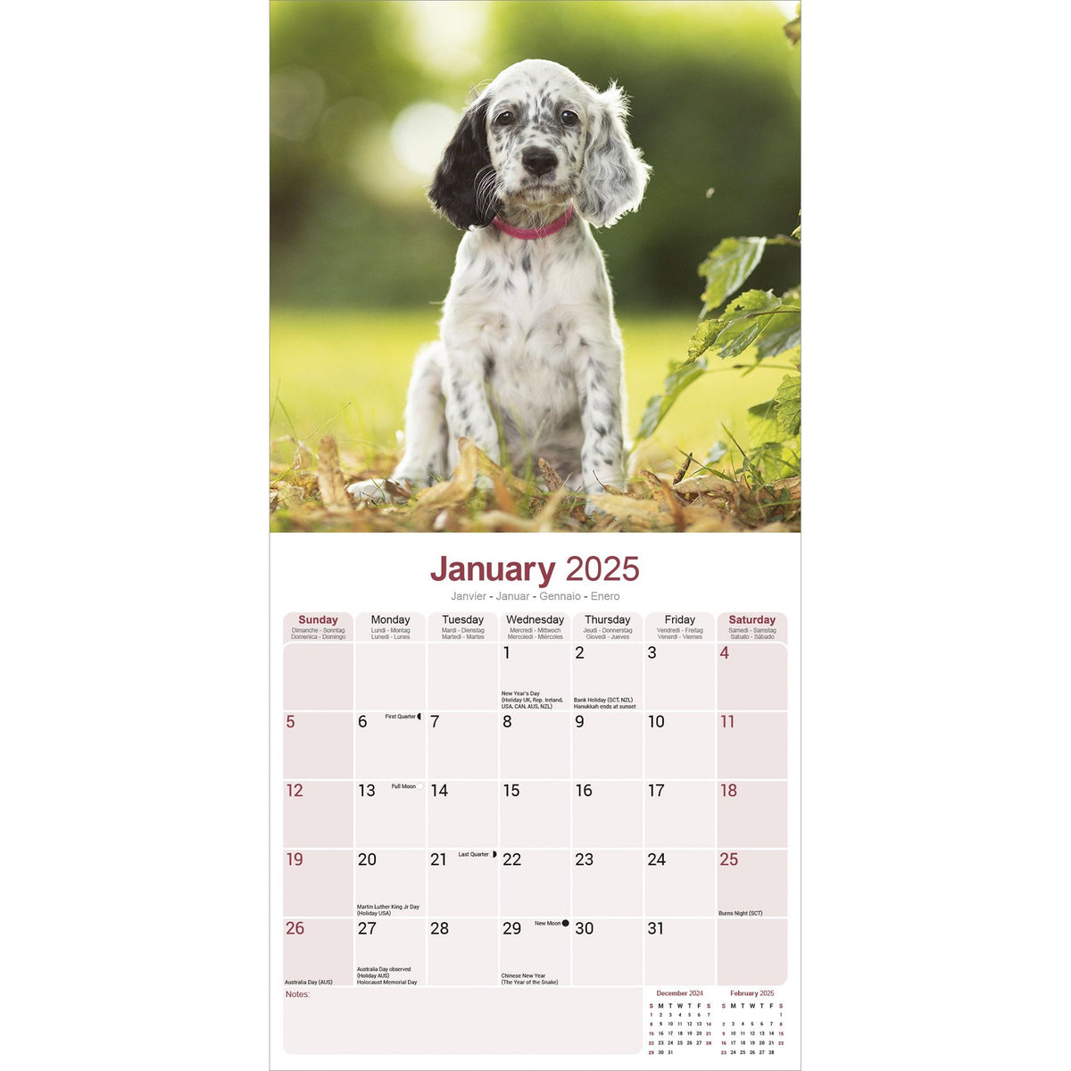 English Setter Calendar 2025 Avonside Publishing Ltd