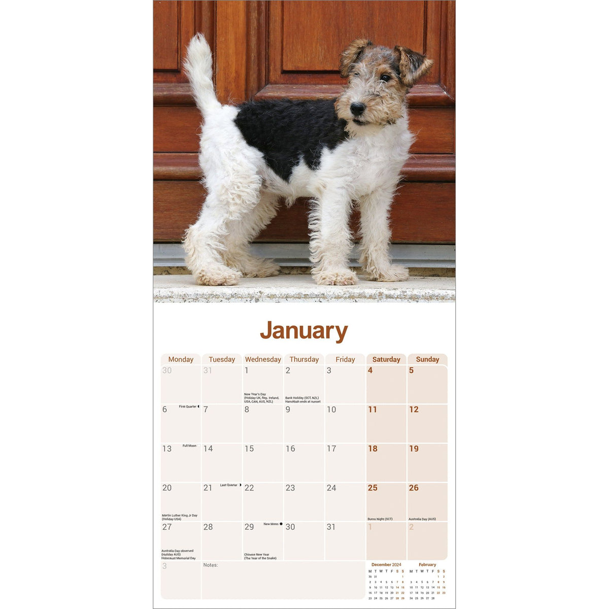 Wirehaired Fox Terrier Calendar 2025 Avonside Publishing Ltd