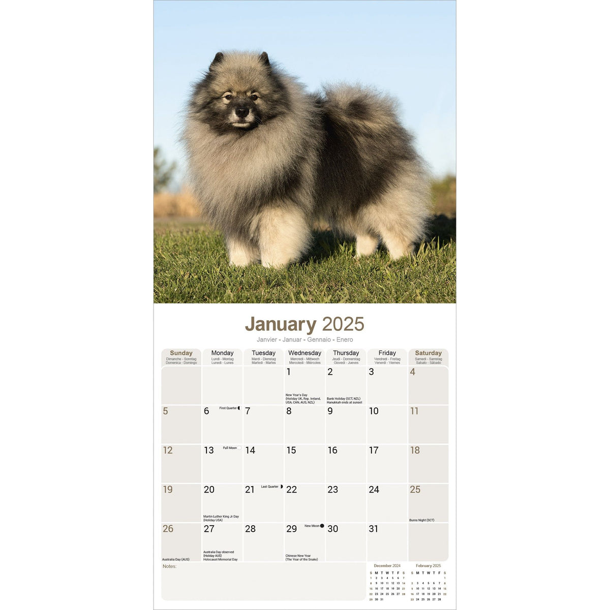 Keeshond Calendar 2025 Avonside Publishing Ltd