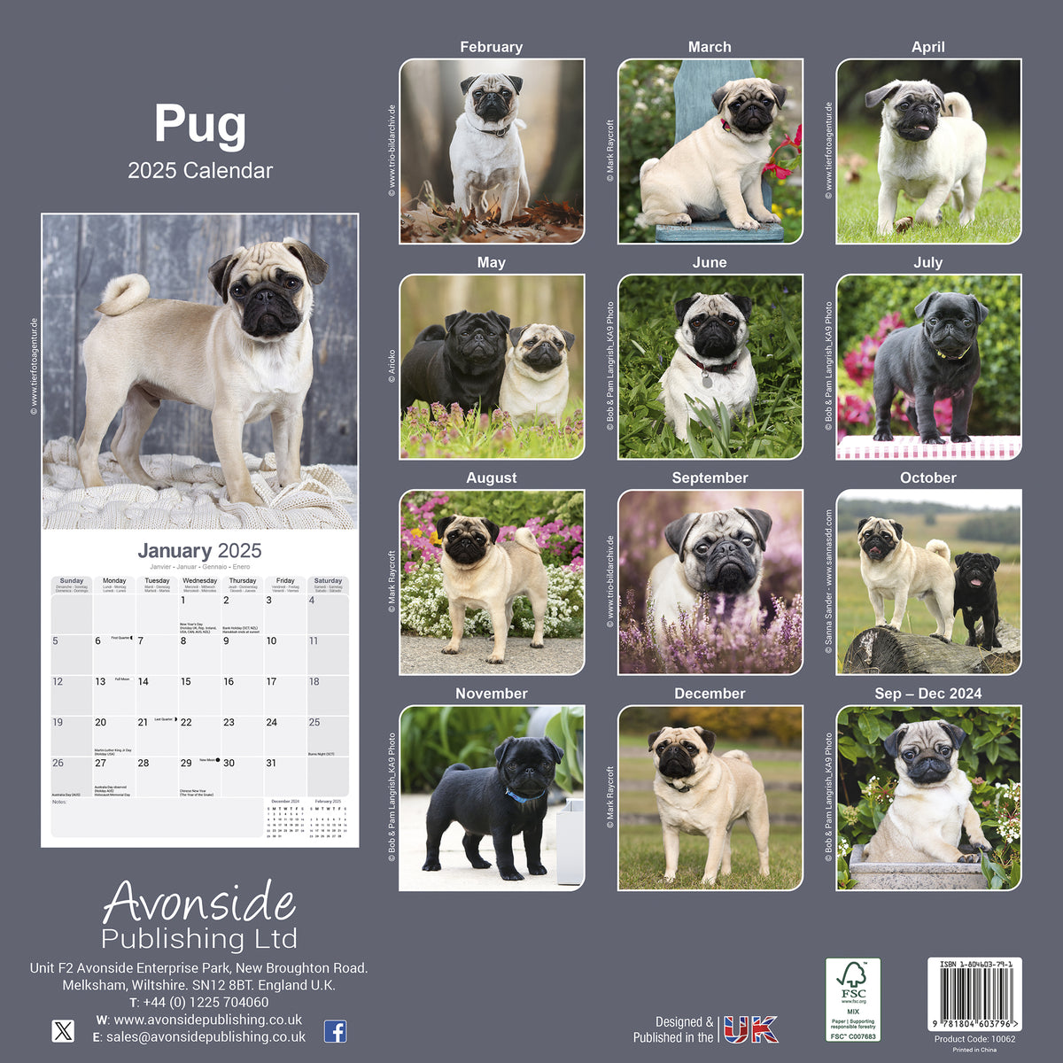 Pug Calendar 2025 Avonside Publishing Ltd