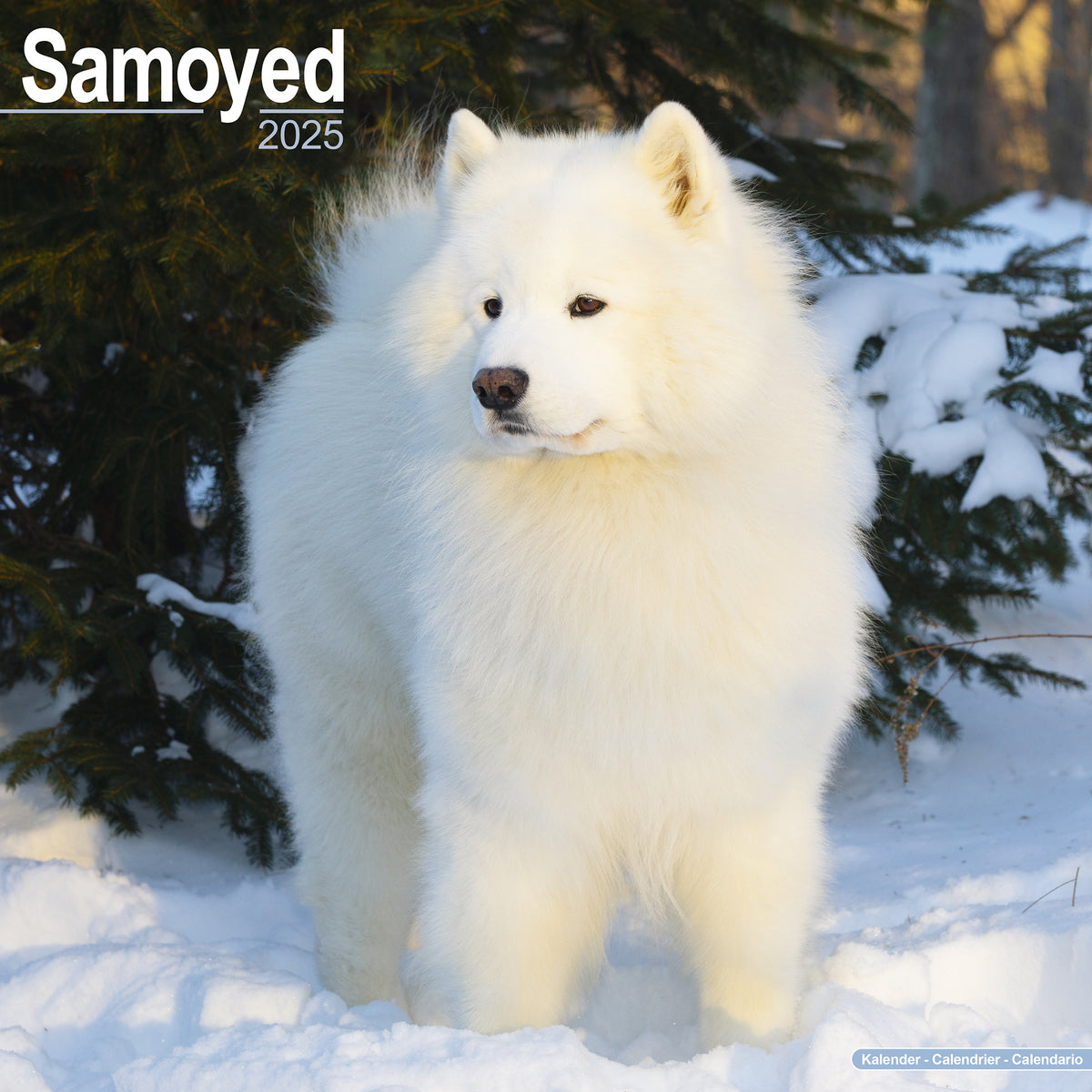 Samoyed Calendar 2025 Avonside Publishing Ltd