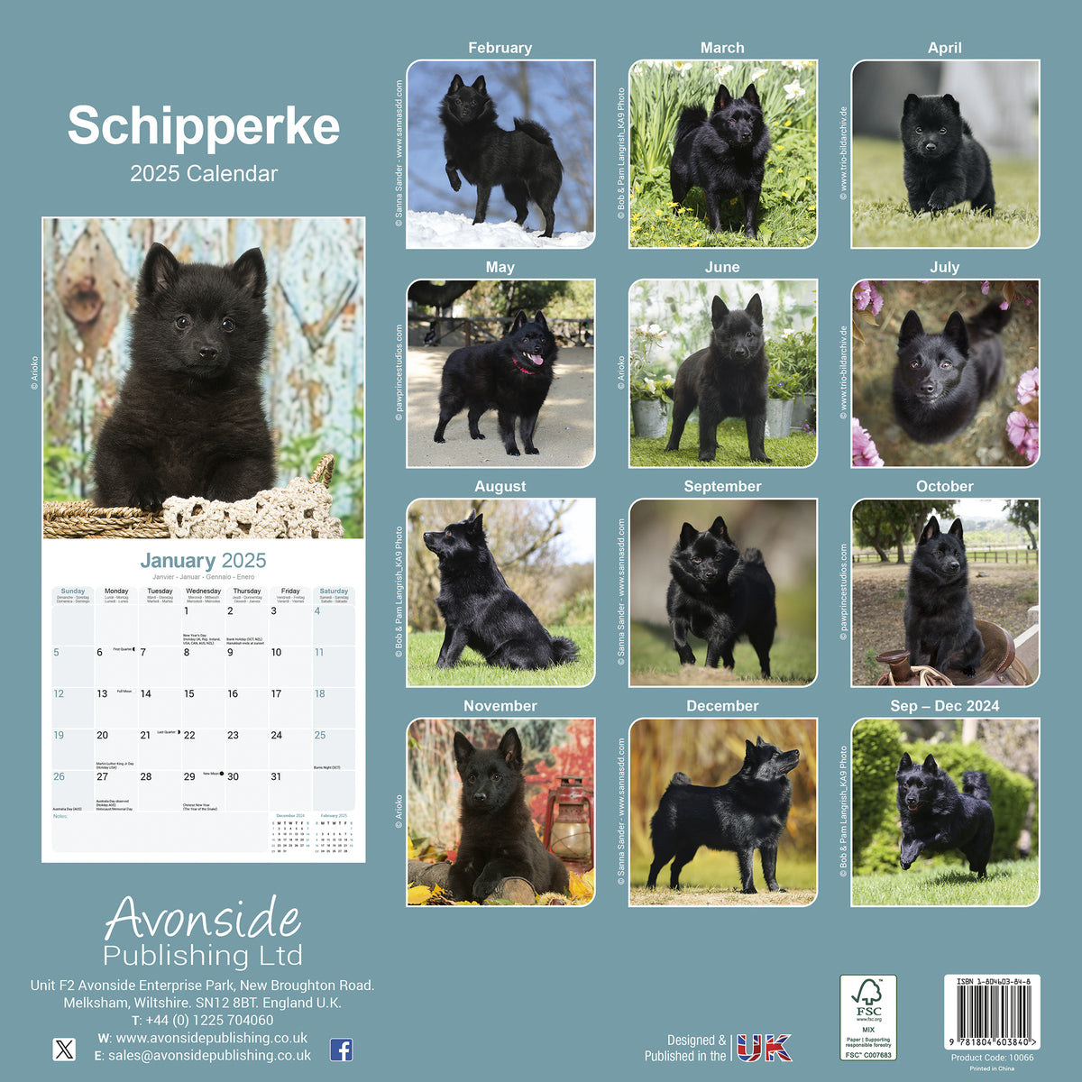 Schipperke Calendar 2025 Avonside Publishing Ltd