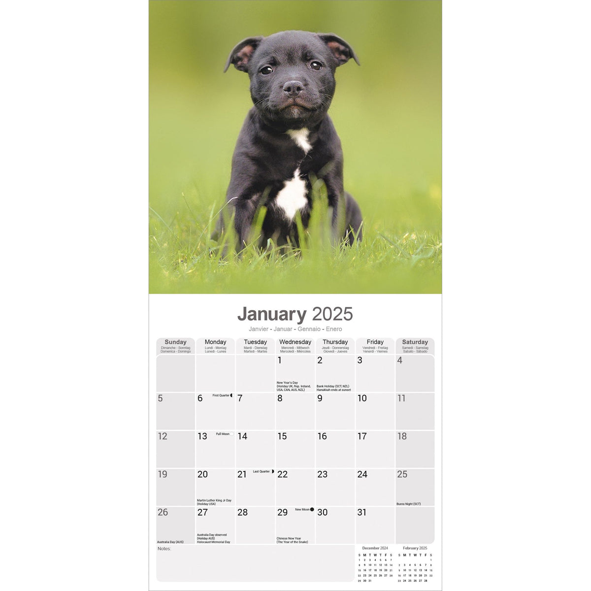 English Bull Terrier Calendar 2025 Uk 