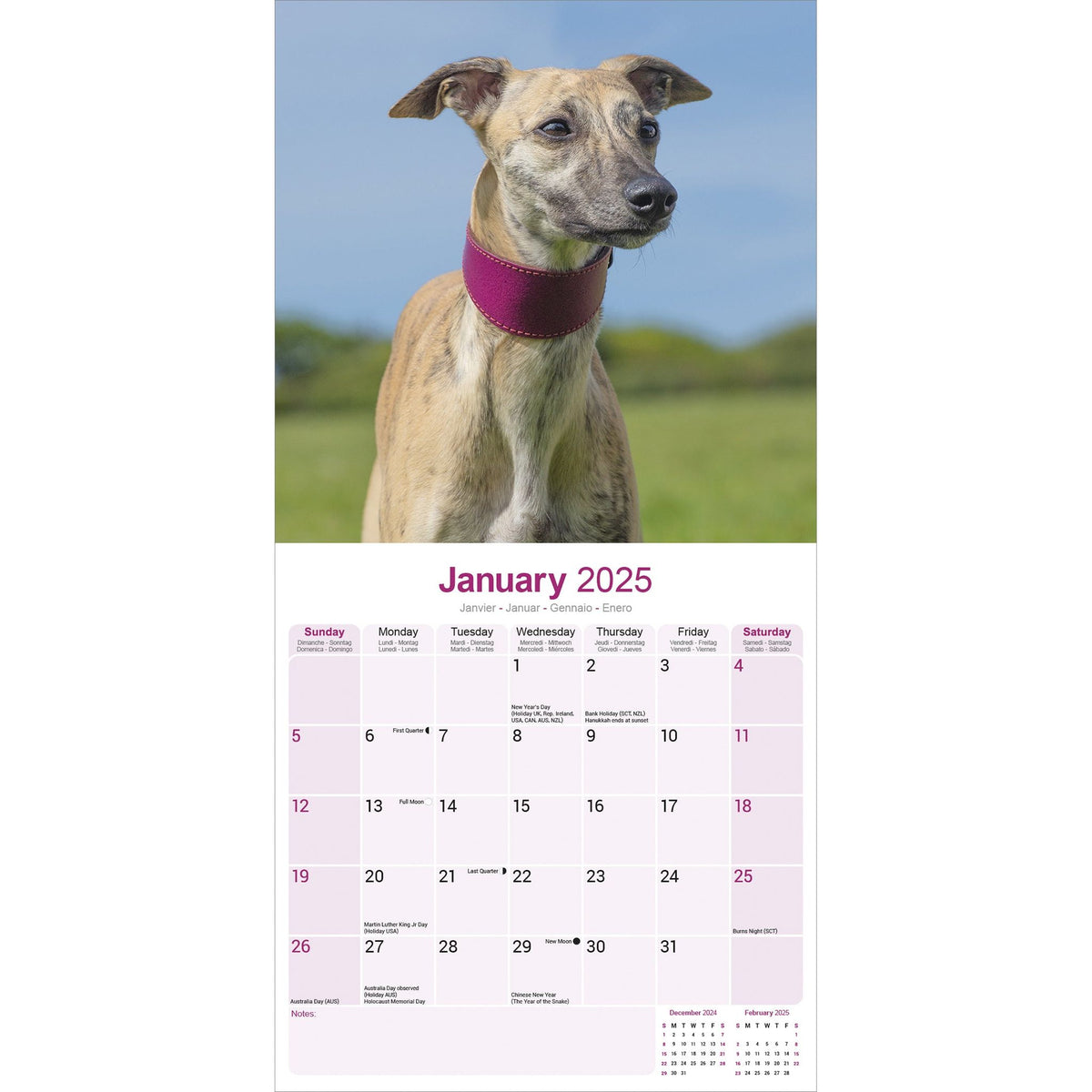 Whippet Calendar 2025 Avonside Publishing Ltd