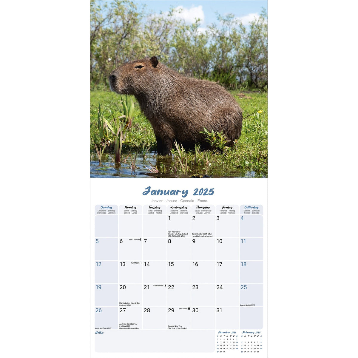 Capybara Calendar 2025 Avonside Publishing Ltd