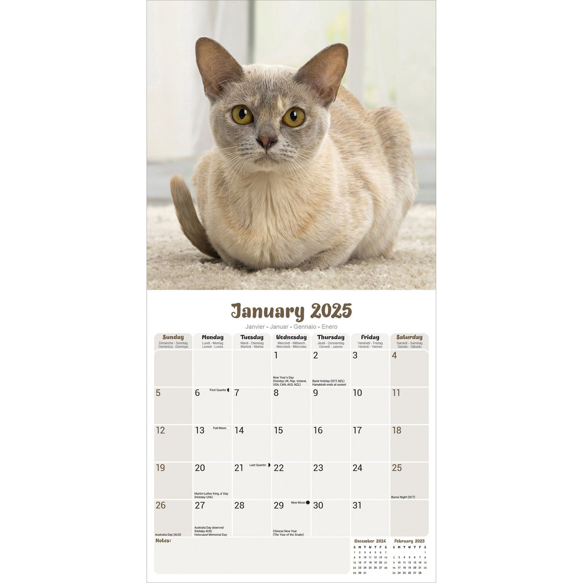 Burmese Cats Calendar 2025 Avonside Publishing Ltd