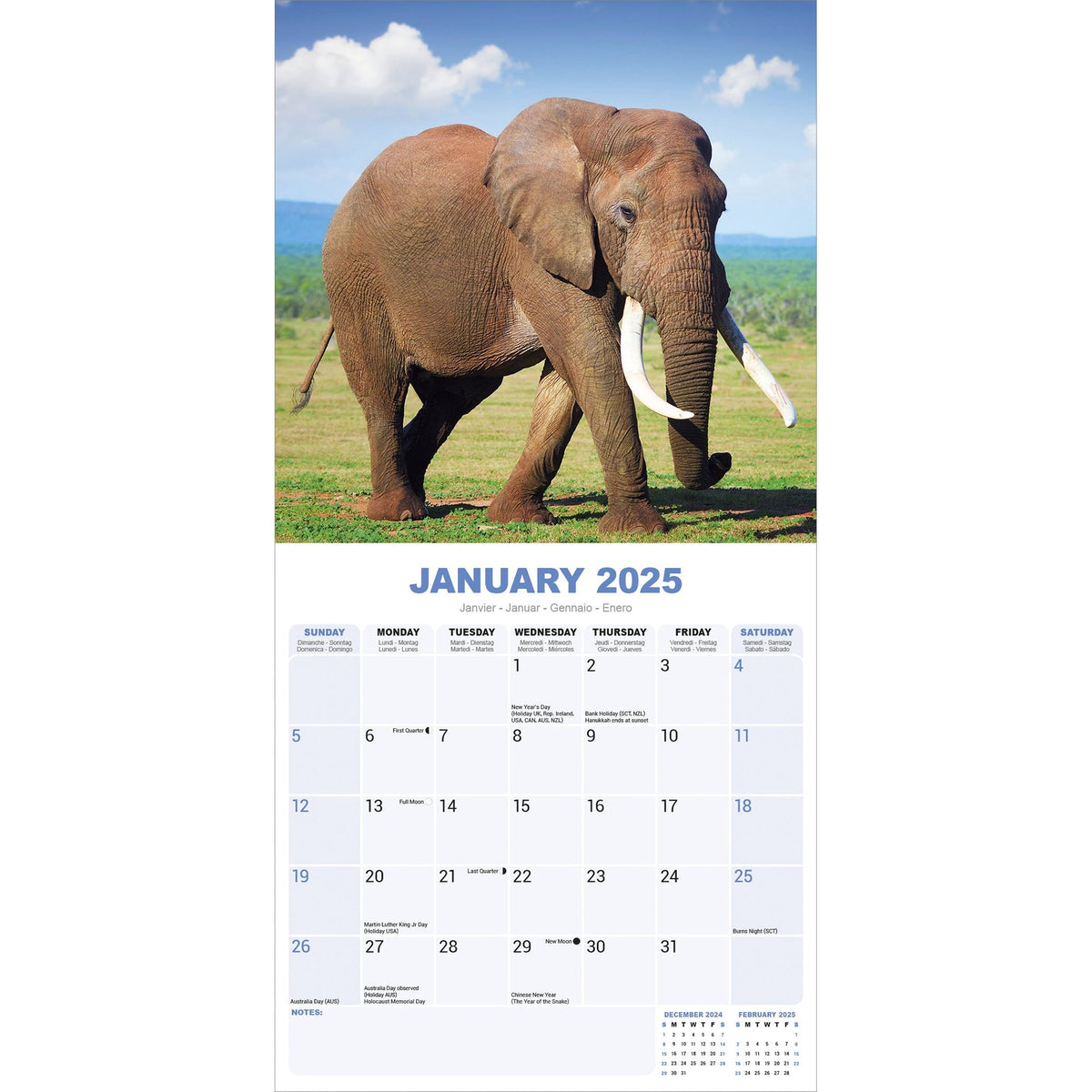 Elephants Calendar 2025 Avonside Publishing Ltd