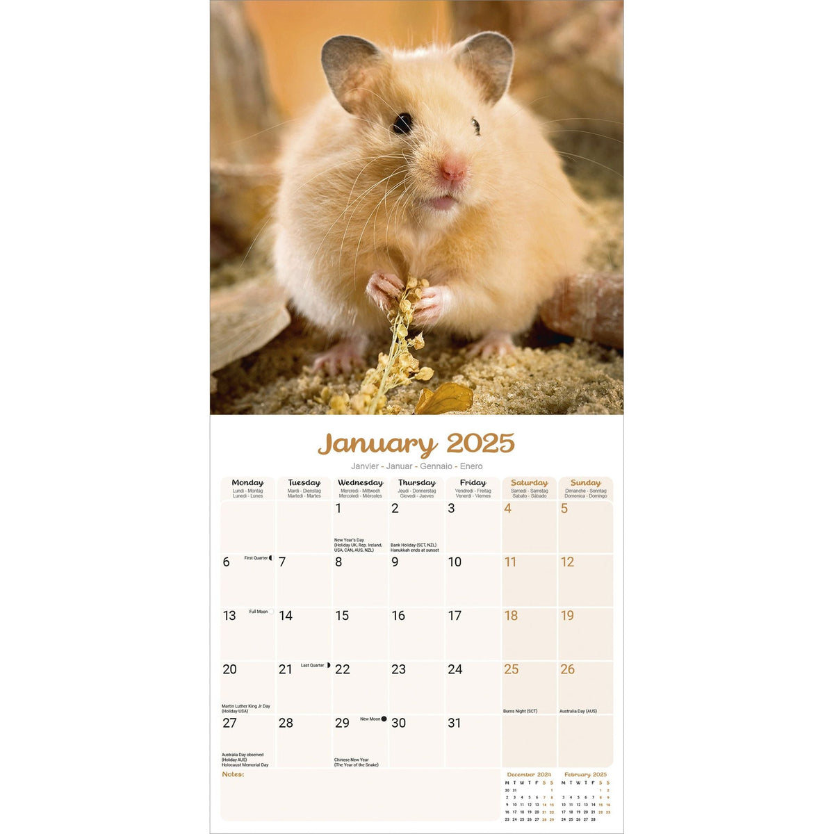 Hamsters Calendar 2025 Avonside Publishing Ltd