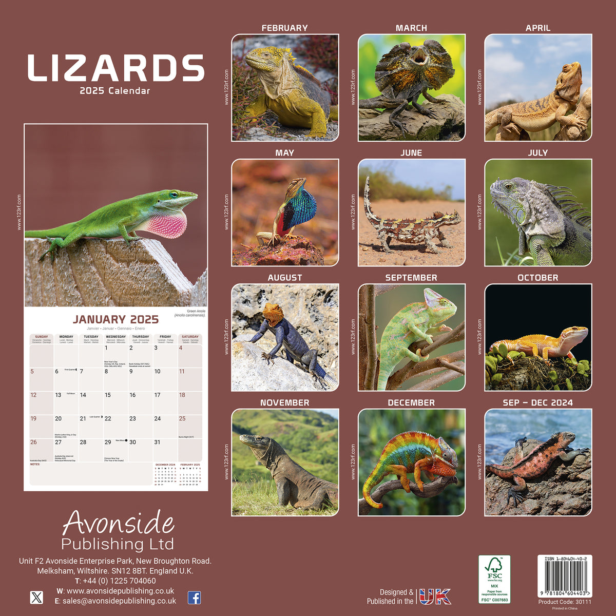 Lizards Calendar 2025 Avonside Publishing Ltd