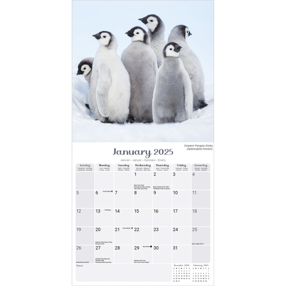 Penguins Calendar 2025 Avonside Publishing Ltd Eric The Penguin Calendar 2025 Uk