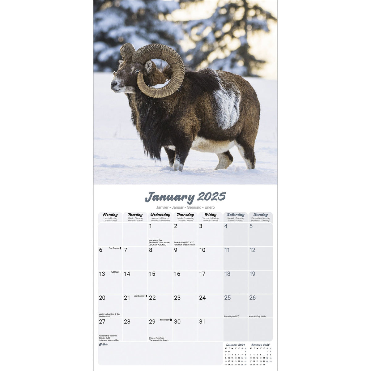 Sheep Calendar 2025 Avonside Publishing Ltd