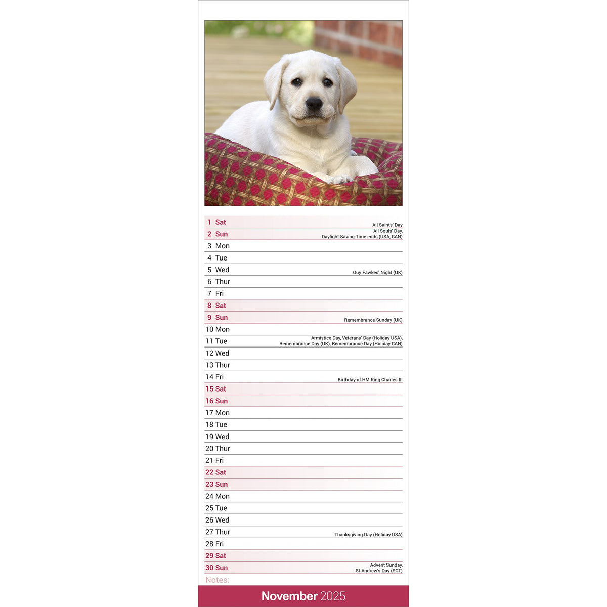 Yellow Labrador Retriever Calendar 2025 Slimline Avonside Publishing Ltd