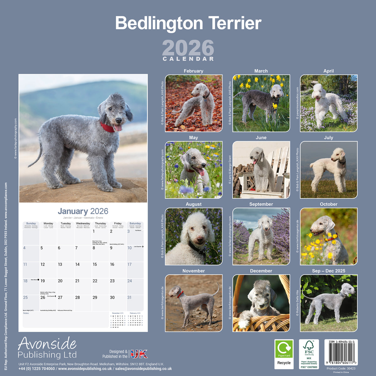 Bull Terrier Calendar 2026 Square Dog Breed Wall Calendar - 16 Month By Avonside Publishing Ltd