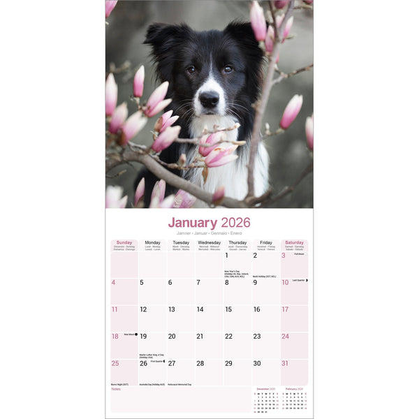 Border Collie Calendar 2026