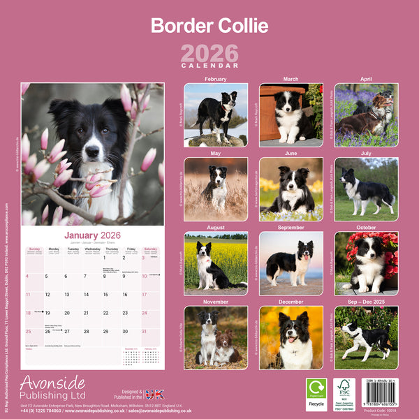 Border Collie Calendar 2026