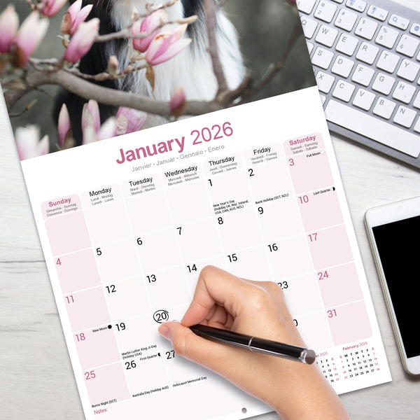 Border Collie Calendar 2026