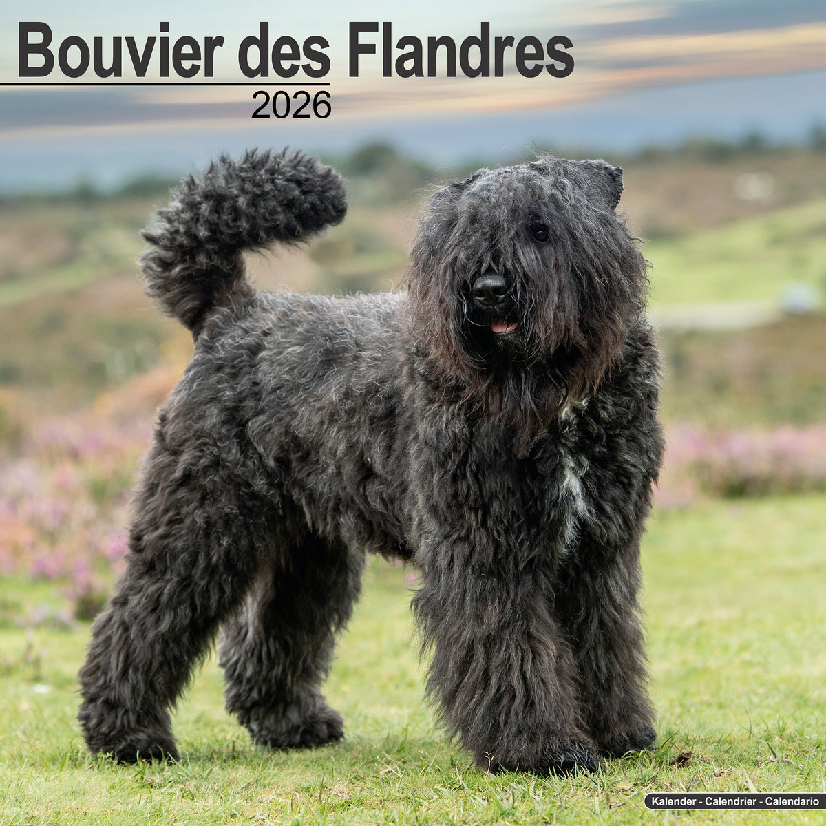 Cattle Dog Dog De Flanders Short Hair Bouvier Breeders White