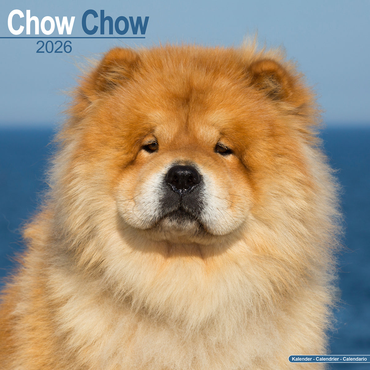Chow Chow Calendar 2026 Avonside Publishing Ltd