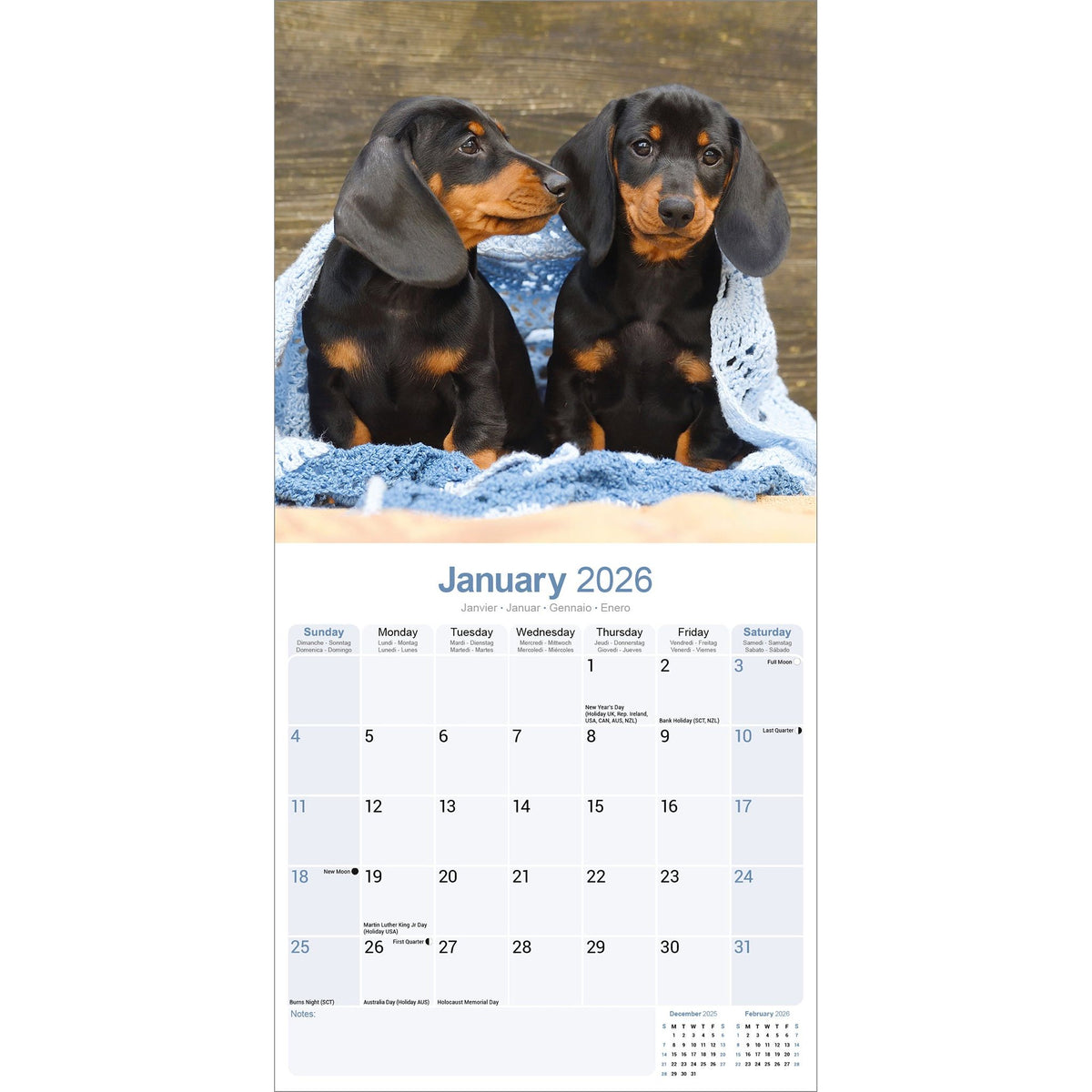 Dachshund Calendar 2026 Avonside Publishing Ltd