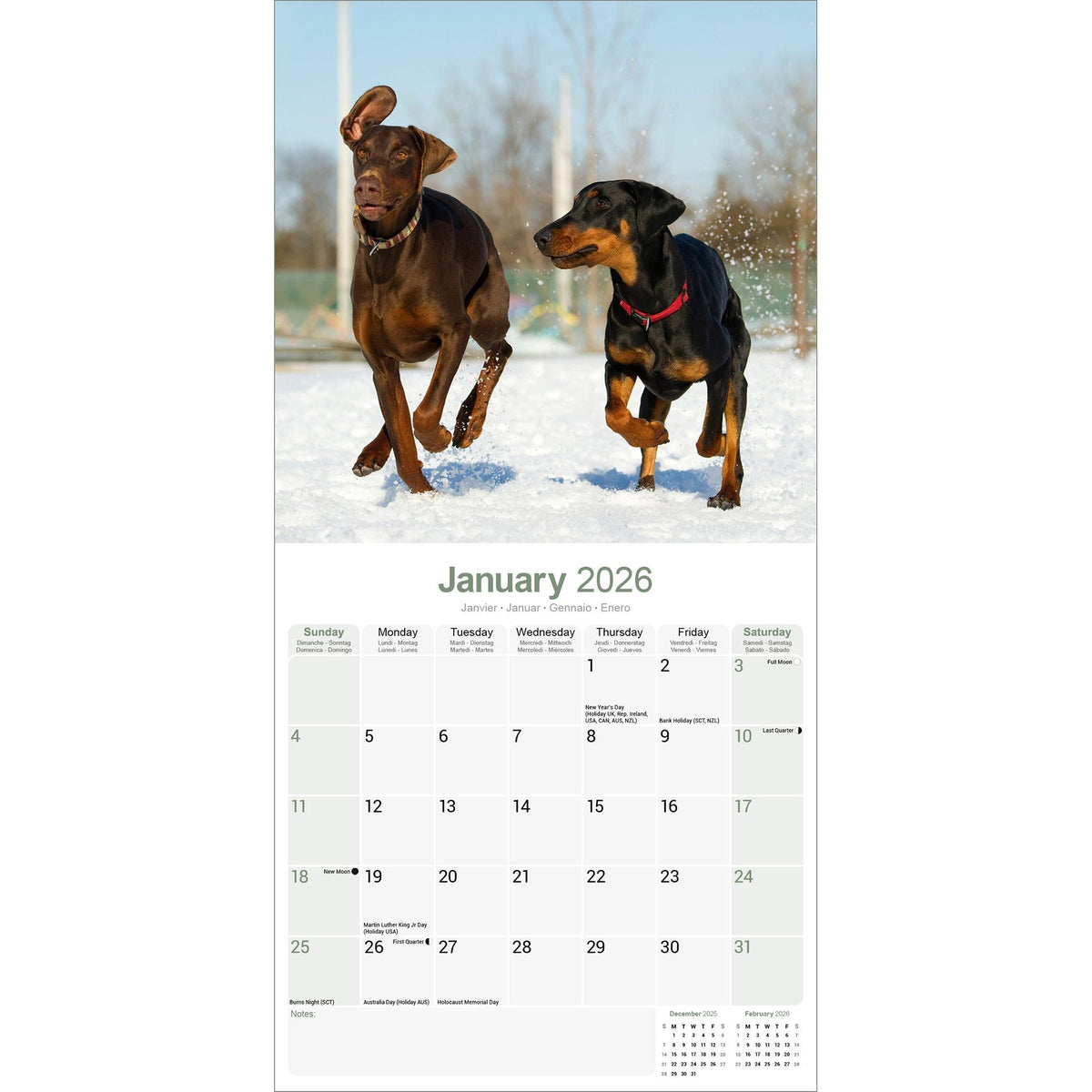 Doberman (US) Calendar 2026 Avonside Publishing Ltd