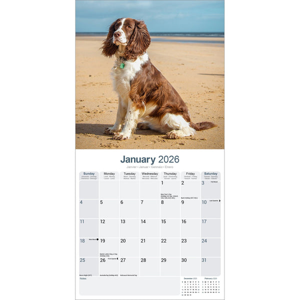 English Springer Spaniel Calendar 2026