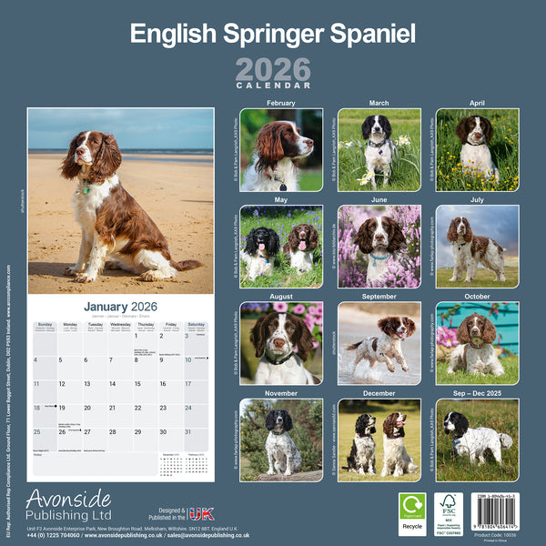 English Springer Spaniel Calendar 2026
