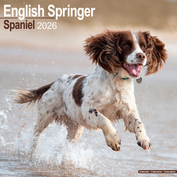 English Springer Spaniel Calendar 2026