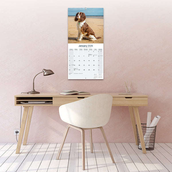 English Springer Spaniel Calendar 2026