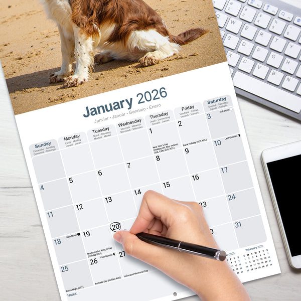 English Springer Spaniel Calendar 2026