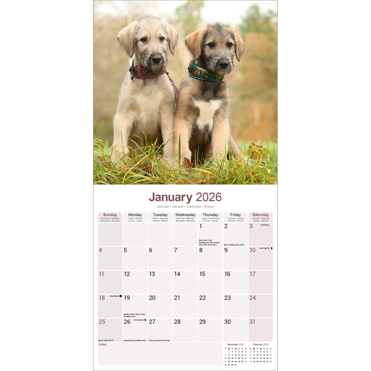 Irish Wolfhound Calendar 2026 Avonside Publishing Ltd