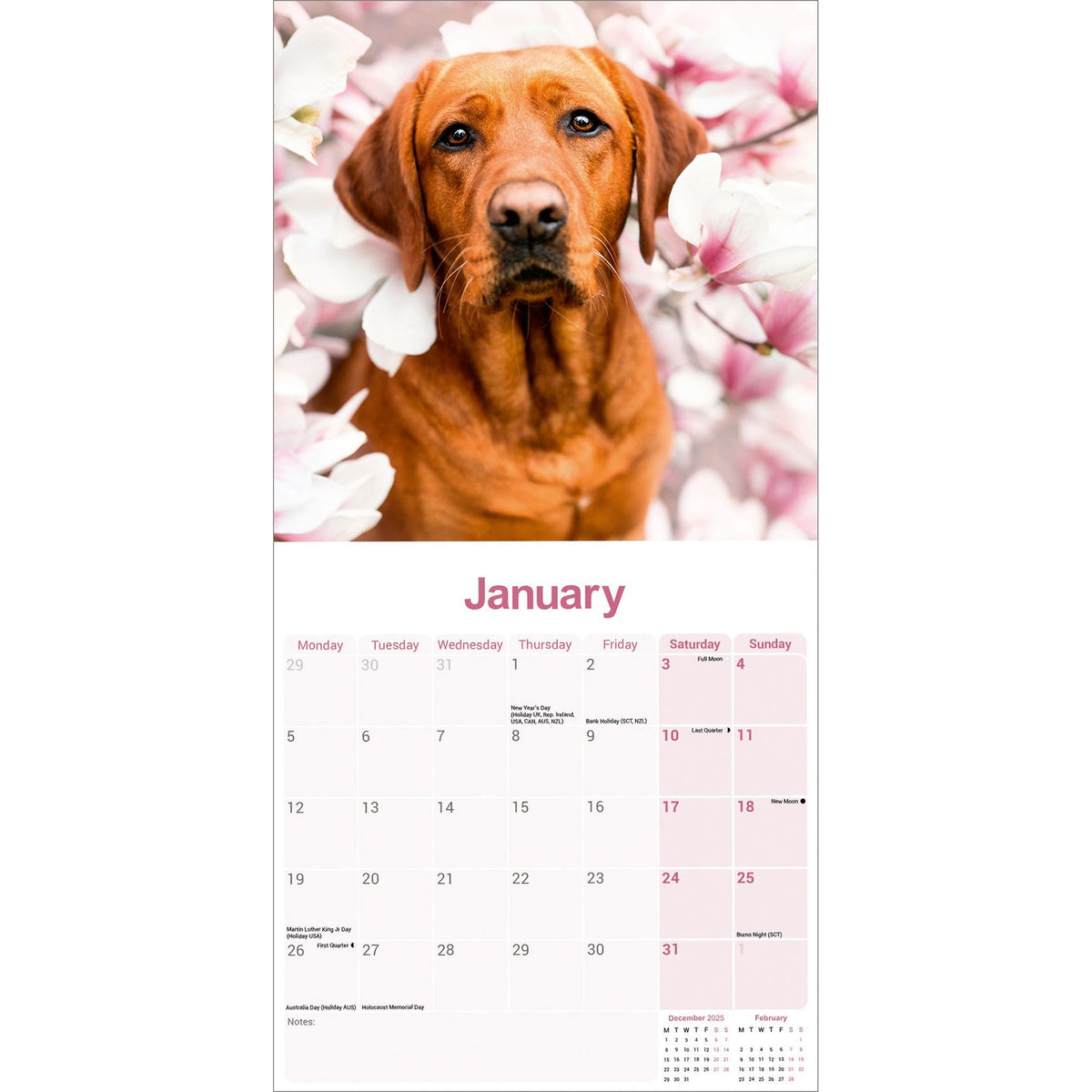 Fox Red Labrador Retriever Calendar 2026 Avonside Publishing Ltd