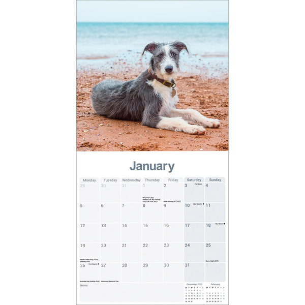 Lurcher Calendar 2026