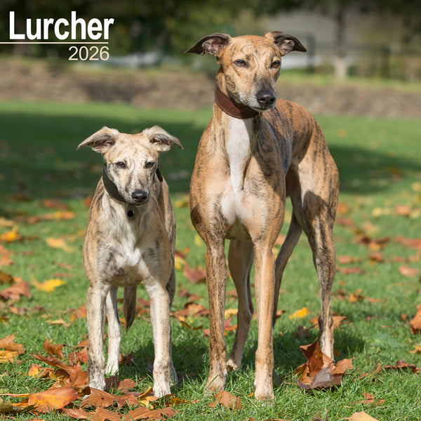 Lurcher Calendar 2026