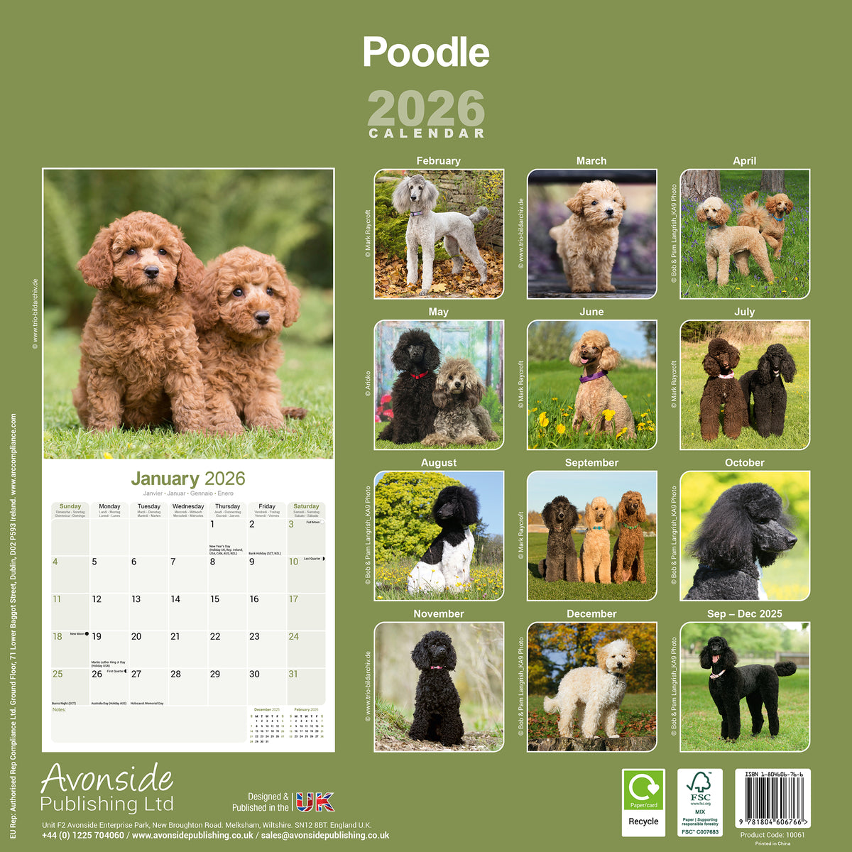 Poodle Calendar 2026 Avonside Publishing Ltd