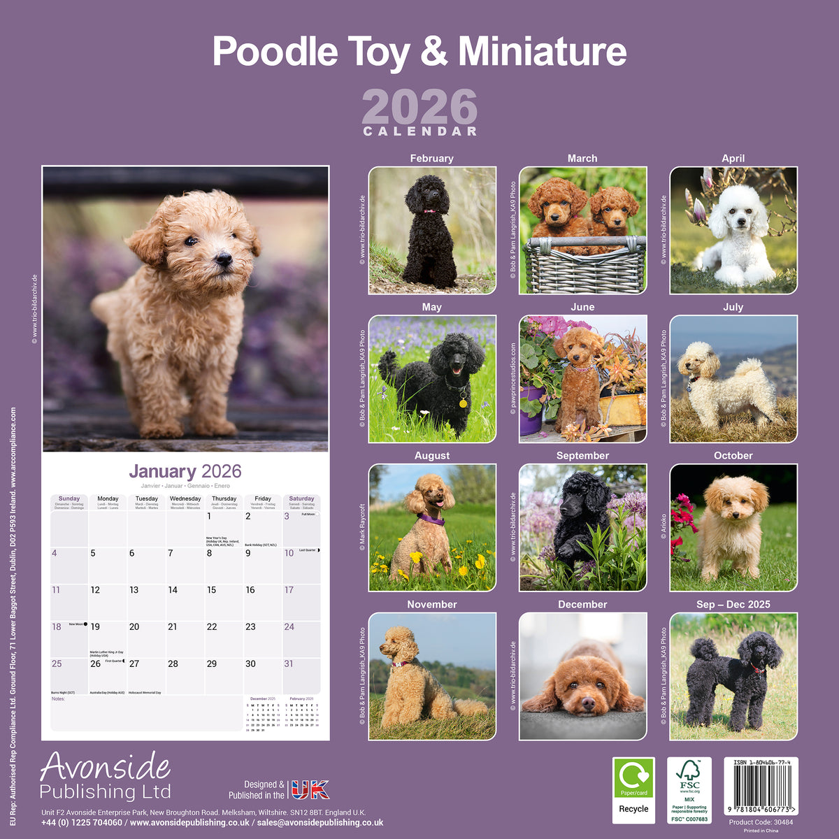 Poodle Toy & Miniature Calendar 2026 Avonside Publishing Ltd