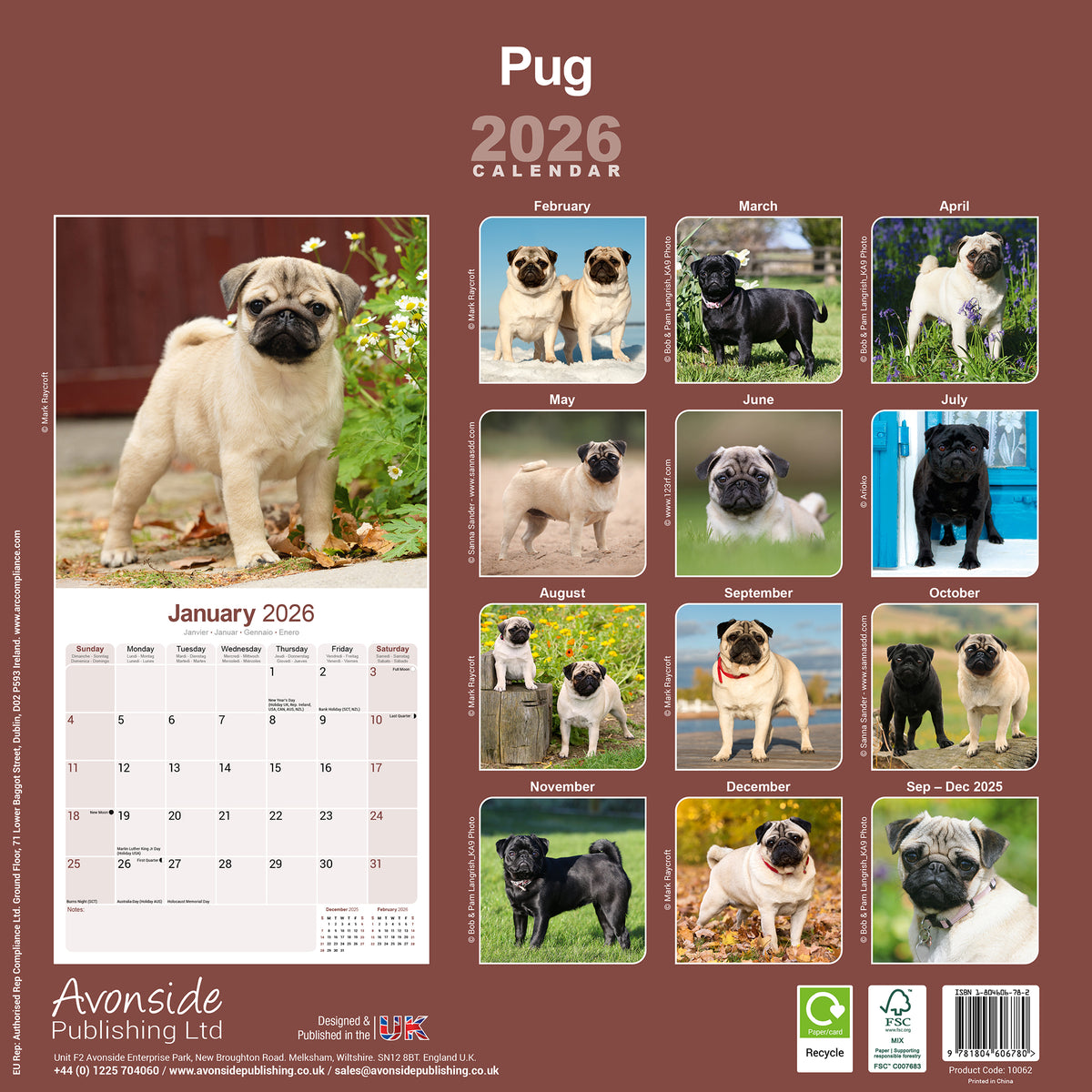Pug Calendar 2026 – Avonside Publishing Ltd