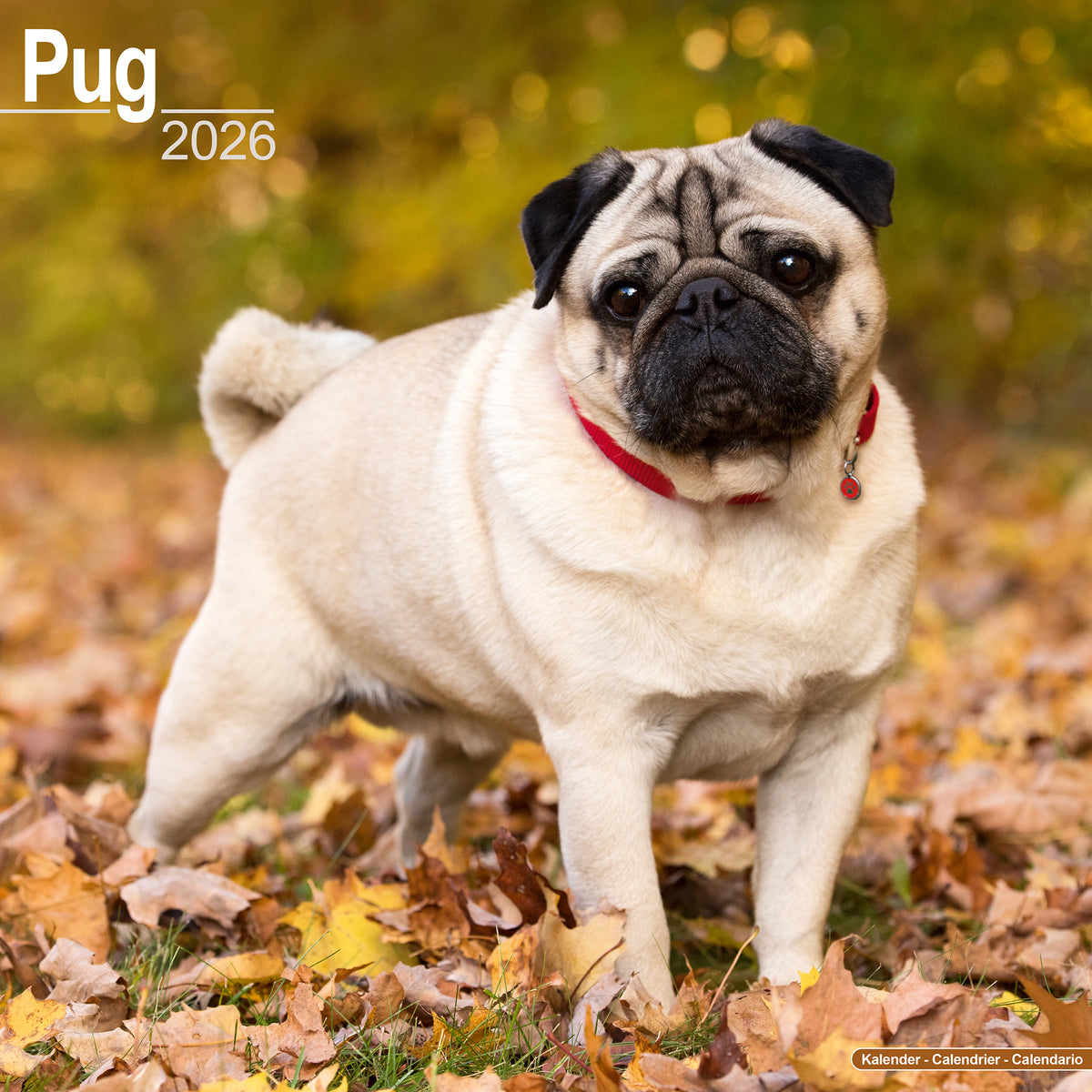 Pug Calendar 2026 – Avonside Publishing Ltd