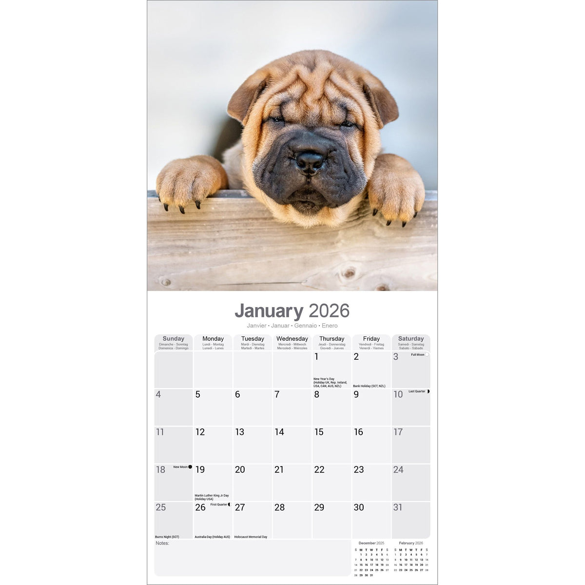Shar Pei Calendar 2026 Avonside Publishing Ltd