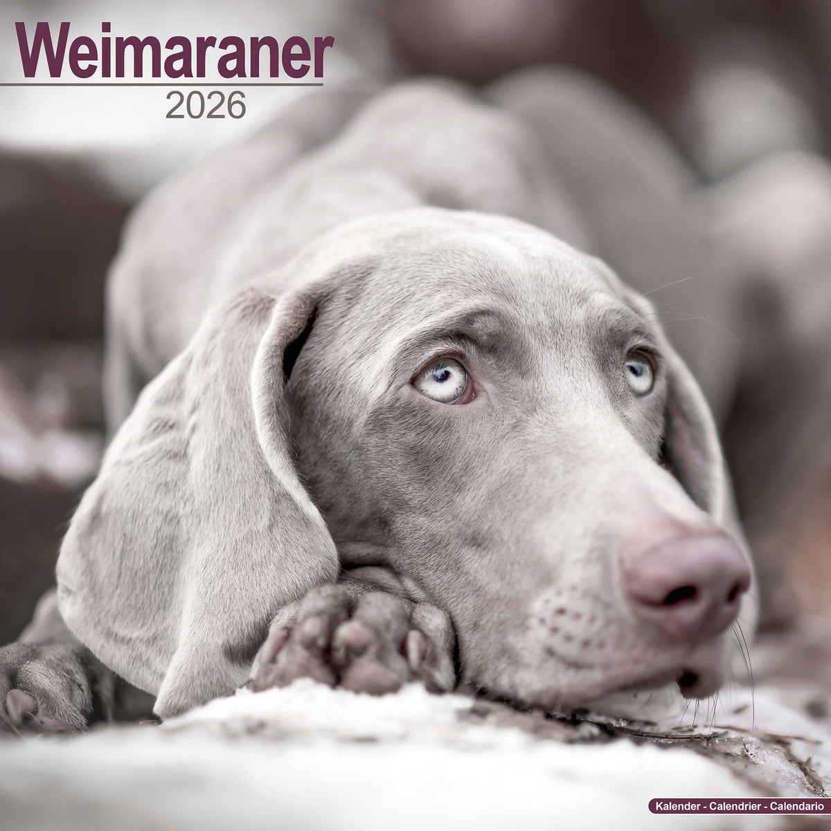 Great Dane 2026 Calendar | Dog Breed Gift