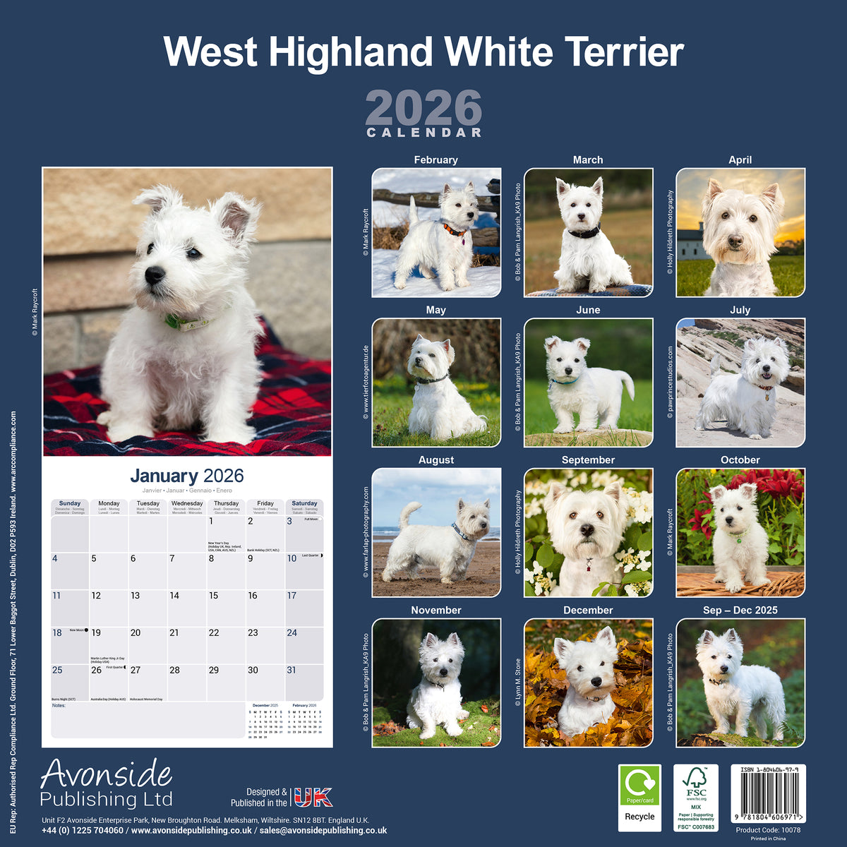 Just Westie Puppies 2024 12 X 12 Wall Calendar