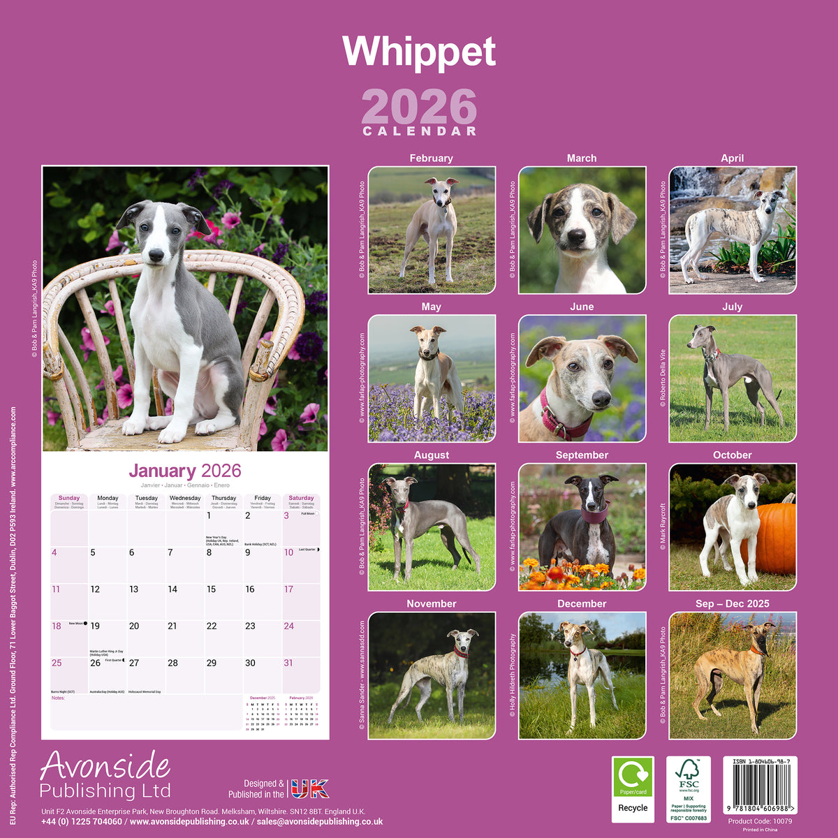 Whippet Calendar 2026 Avonside Publishing Ltd