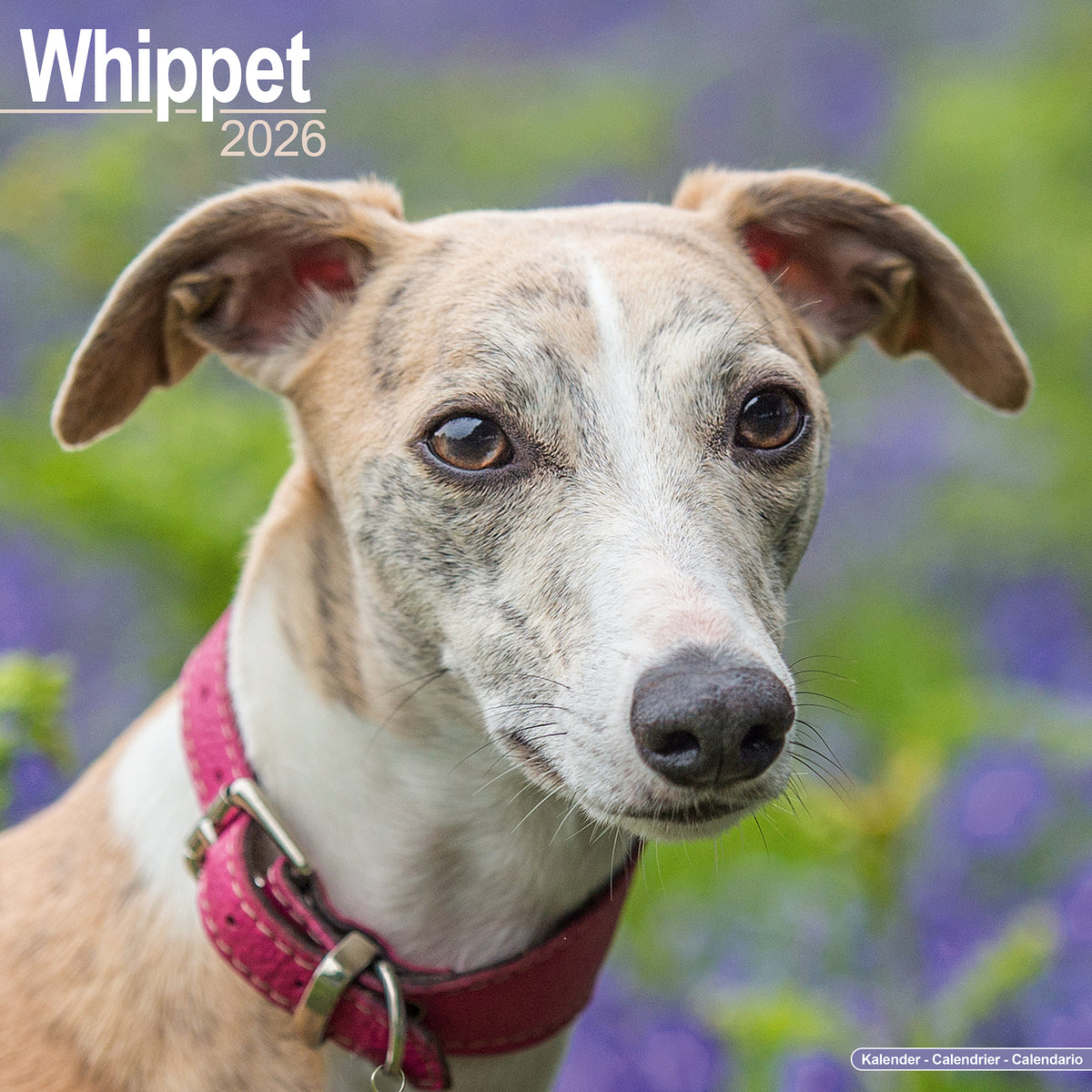 Whippet Calendar 2026 Avonside Publishing Ltd