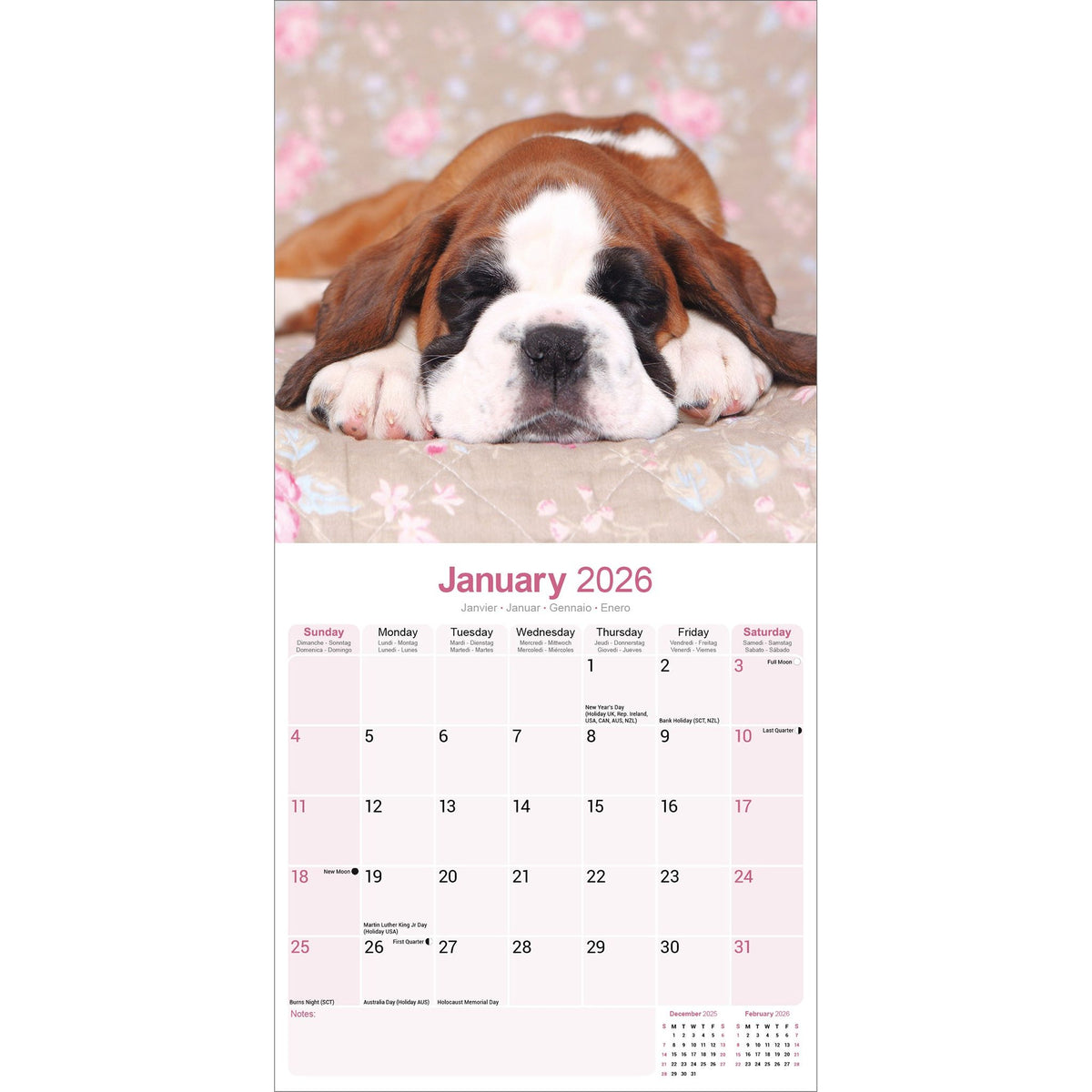 Boxer Puppies Calendar 2026 Avonside Publishing Ltd