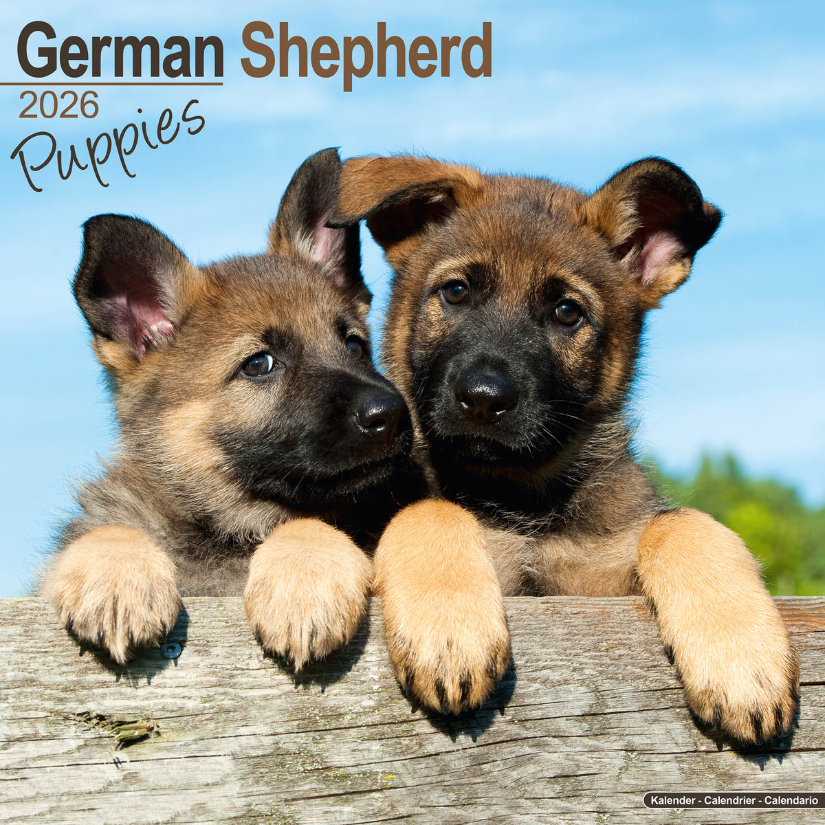 German Shepherd Puppies Calendar 2026 Avonside Publishing Ltd