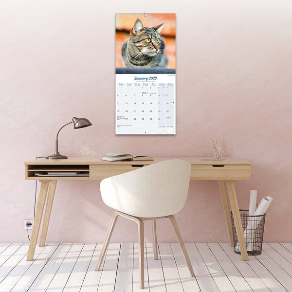 Cats Calendar 2026