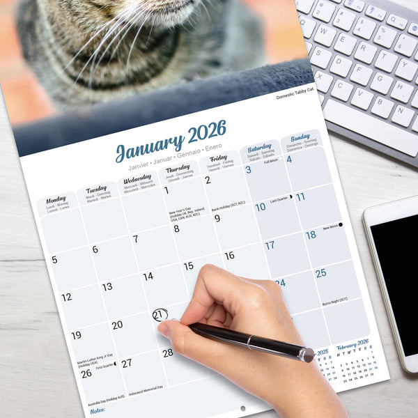 Cats Calendar 2026