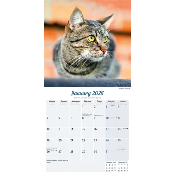Cats Calendar 2026